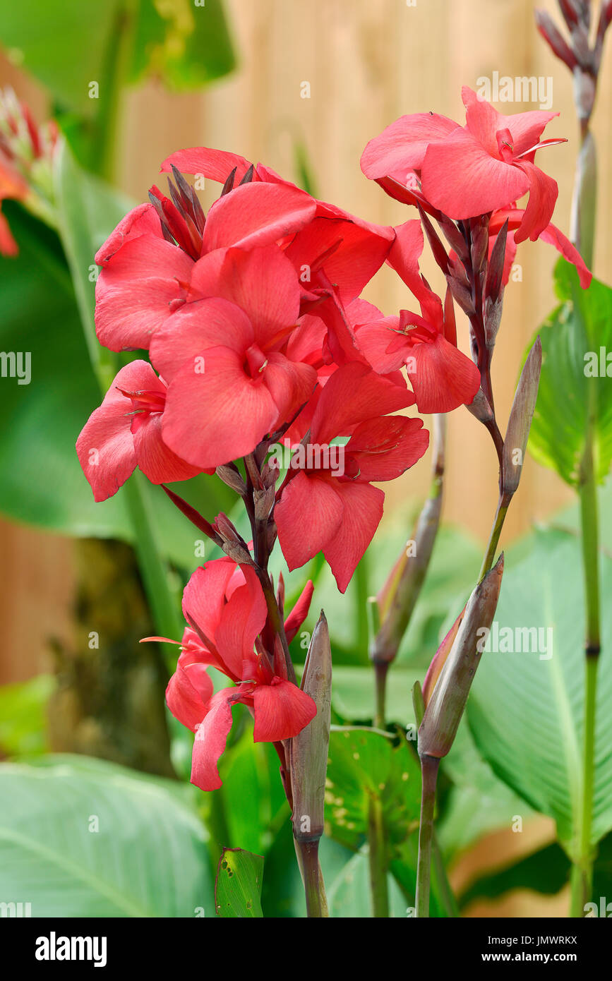 Canna rouge Gros plan fleurs, communément connu sous le nom de Indian shot Banque D'Images