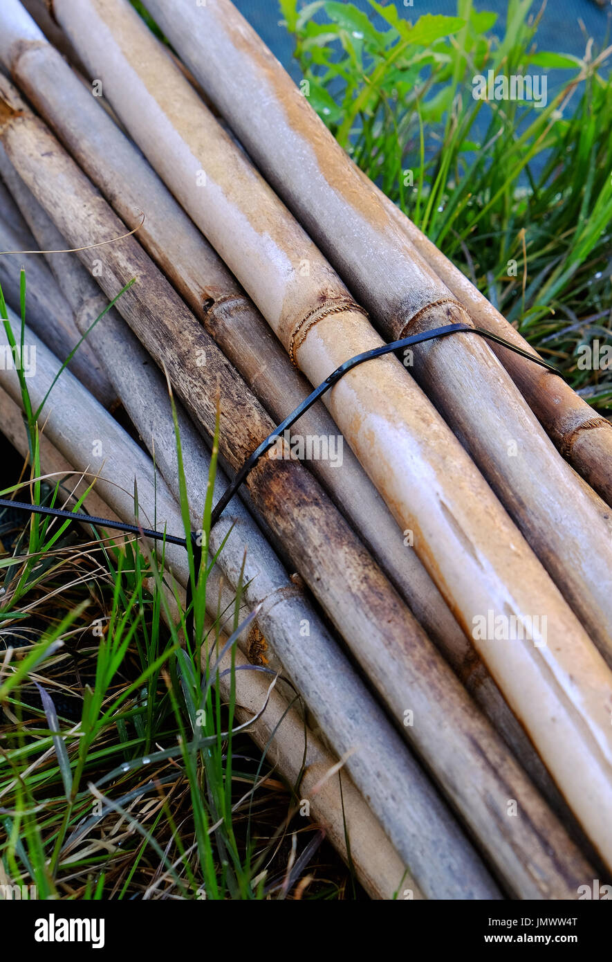 Pile de fatwood lier avec bandes du bambou sur fond d'herbe Banque D'Images