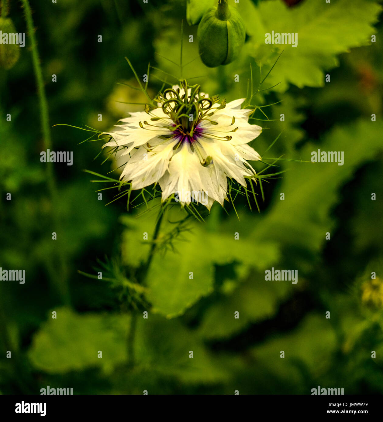 fleur de prairie Banque D'Images