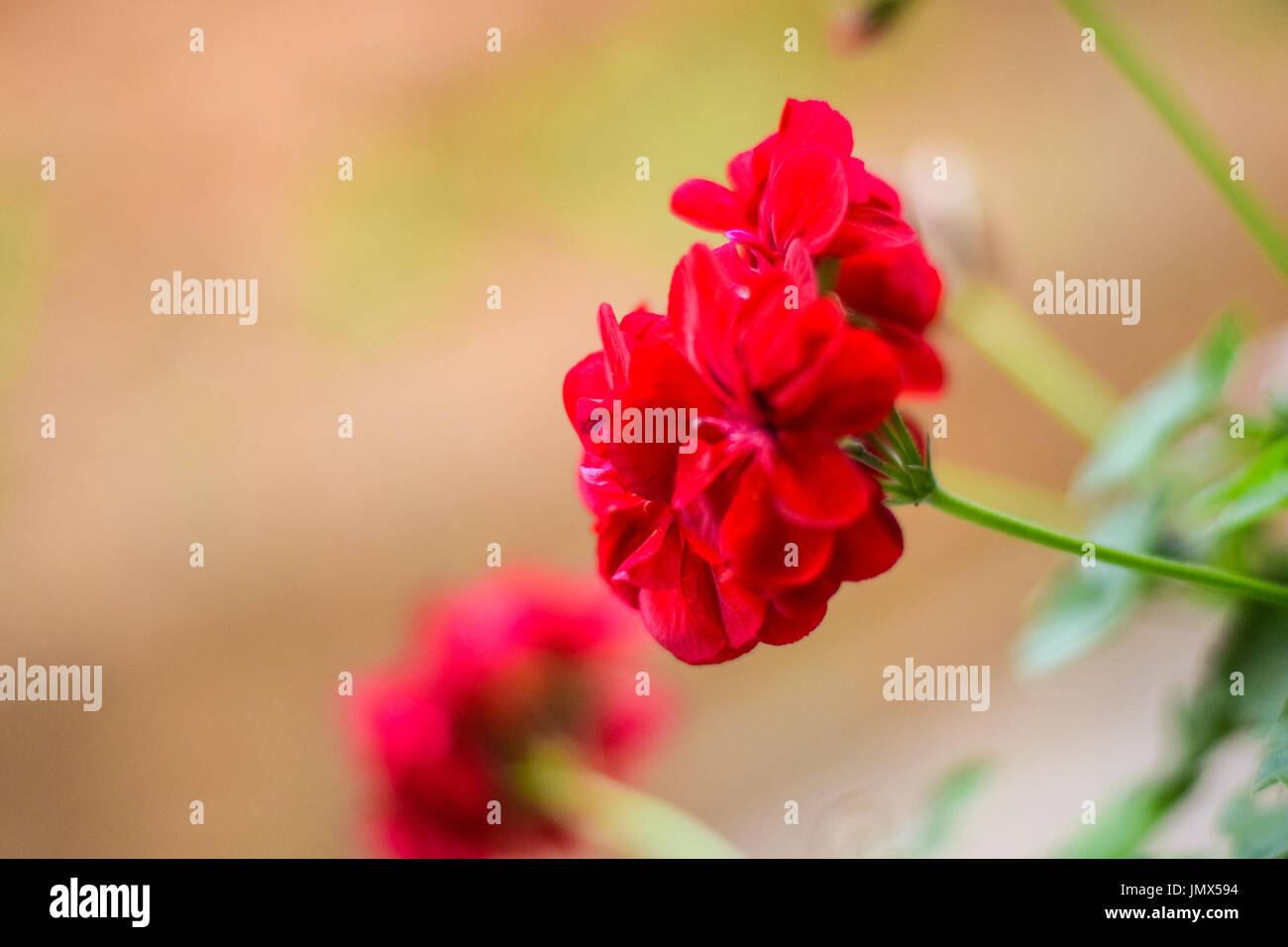 Belle fleur rouge à la Banque D'Images