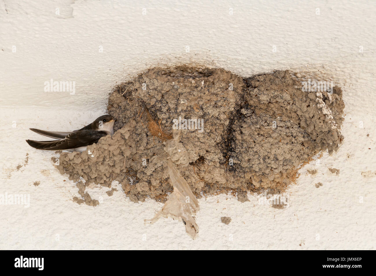 L'hirondelle rustique (Hirundo rustica) Banque D'Images