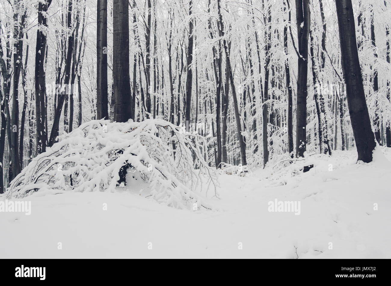 Paysage d'hiver avec la masse de la forêt couverte de neige Banque D'Images