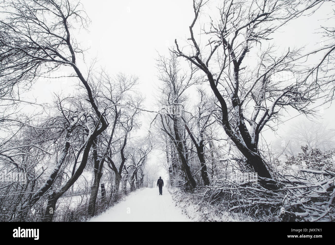 Homme marchant sur le chemin entre les arbres enneigés effrayant en hiver, Imaginaire Paysage Banque D'Images