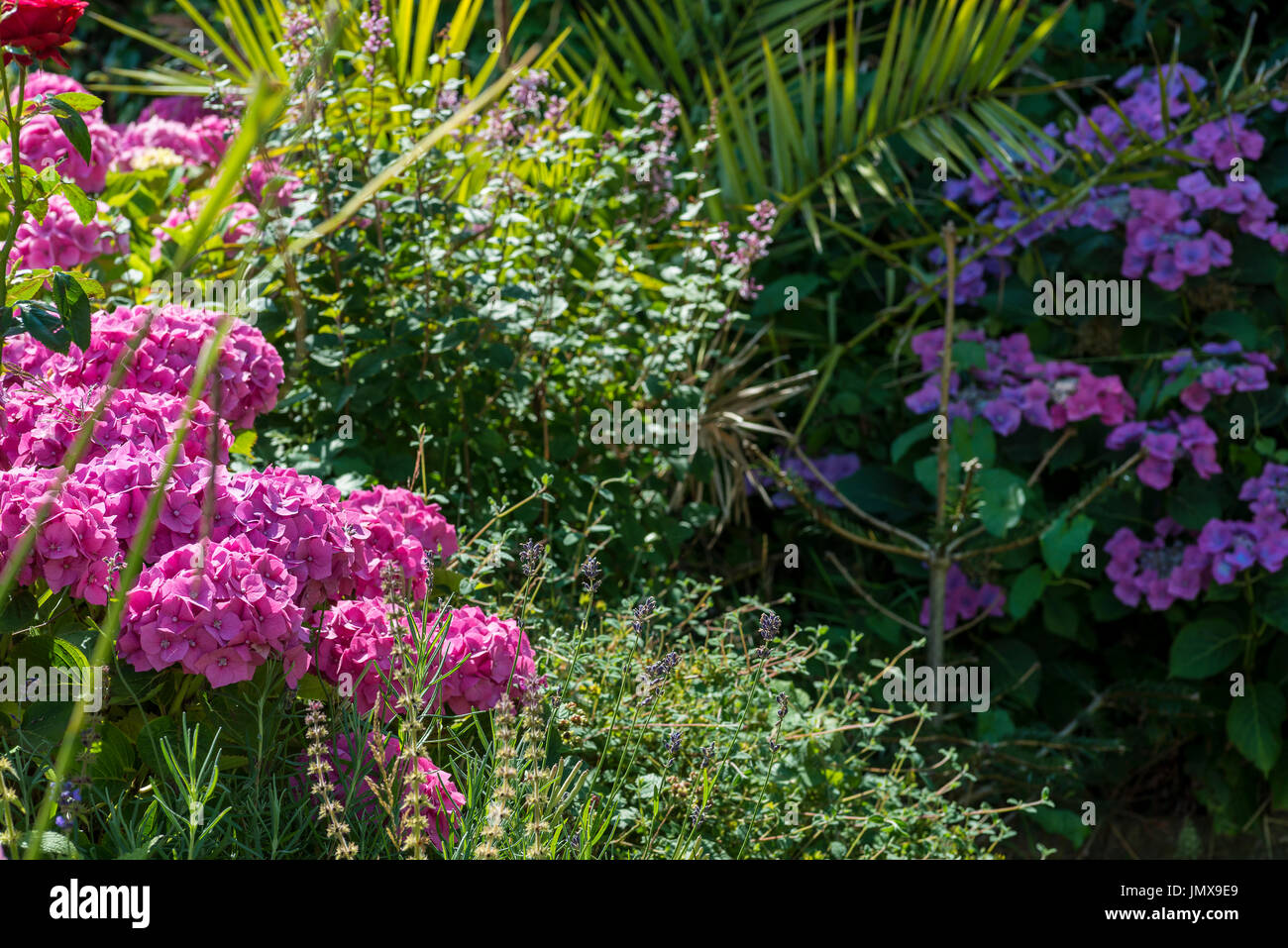 En bordure de jardin ombragé du soleil avec des hortensias Banque D'Images