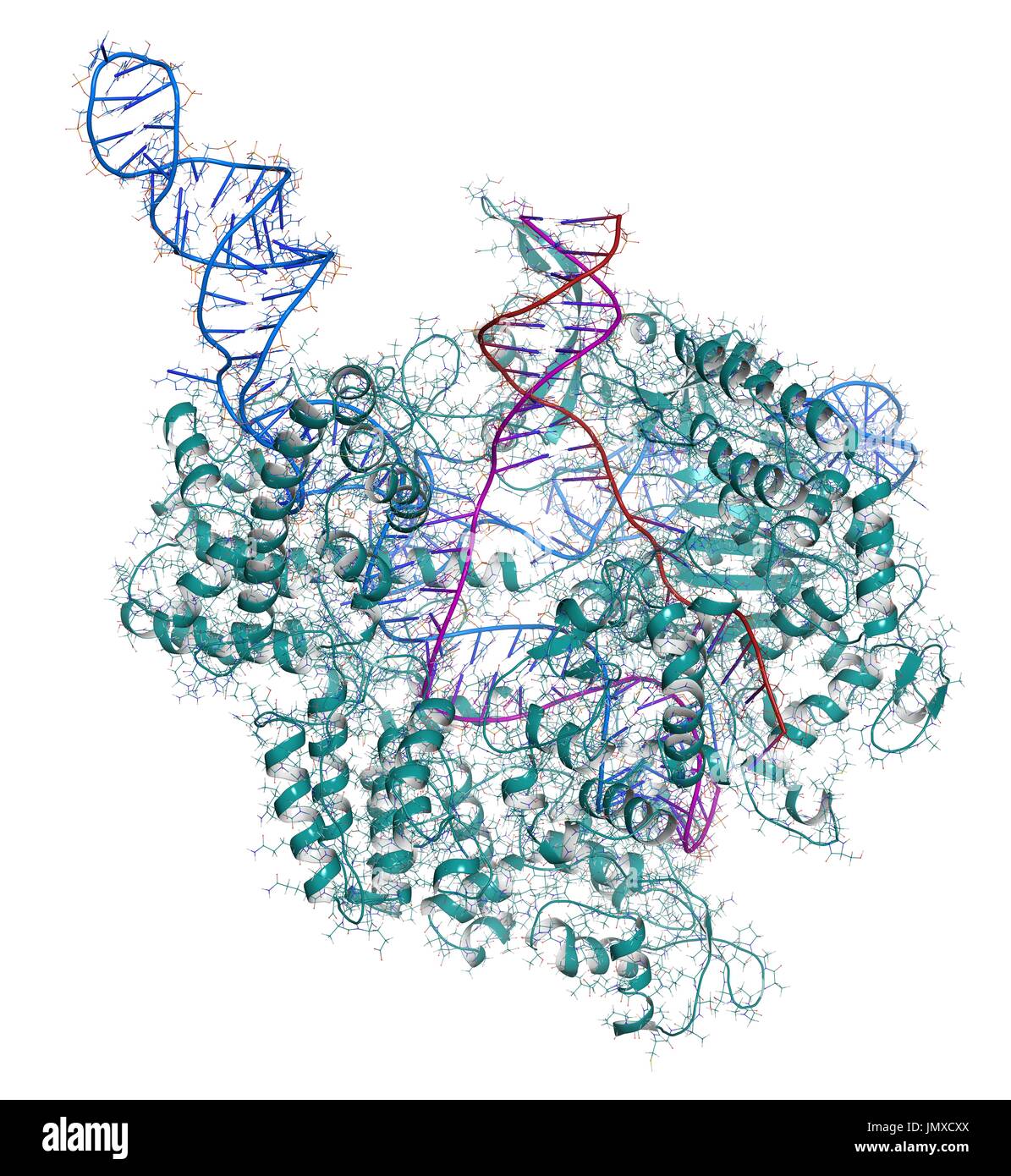 CRISPR-CAS COMPLEXES D'ÉDITION9 de Streptococcus pyogenes. La SAE9 protéines nucléase utilise une séquence d'ARN guide pour couper l'ADN à un site complémentaire. Utilisé dans l'ingénierie des génomes et de la thérapie génique. Fer combiné et cartoon modèle. Bleu de l'ARN, l'ADN cible purple, non l'ADN cible, la protéine rouge sarcelle. (À l'exception des atomes de carbone) : atome classiques de coloration. Banque D'Images