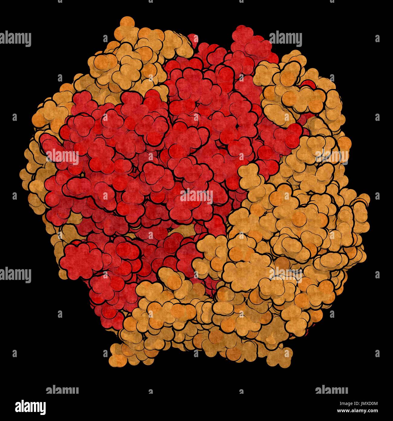 Le gamma-glutamyltranspeptidase (GGT 1 1, gamma-GT, gamma-glutamyl-transférase). Utilisé comme marqueur de diagnostic d'une maladie du foie. Remplissage de l'espace modèle. La chaîne de lumière de couleur rouge, marron de la chaîne lourde. Banque D'Images