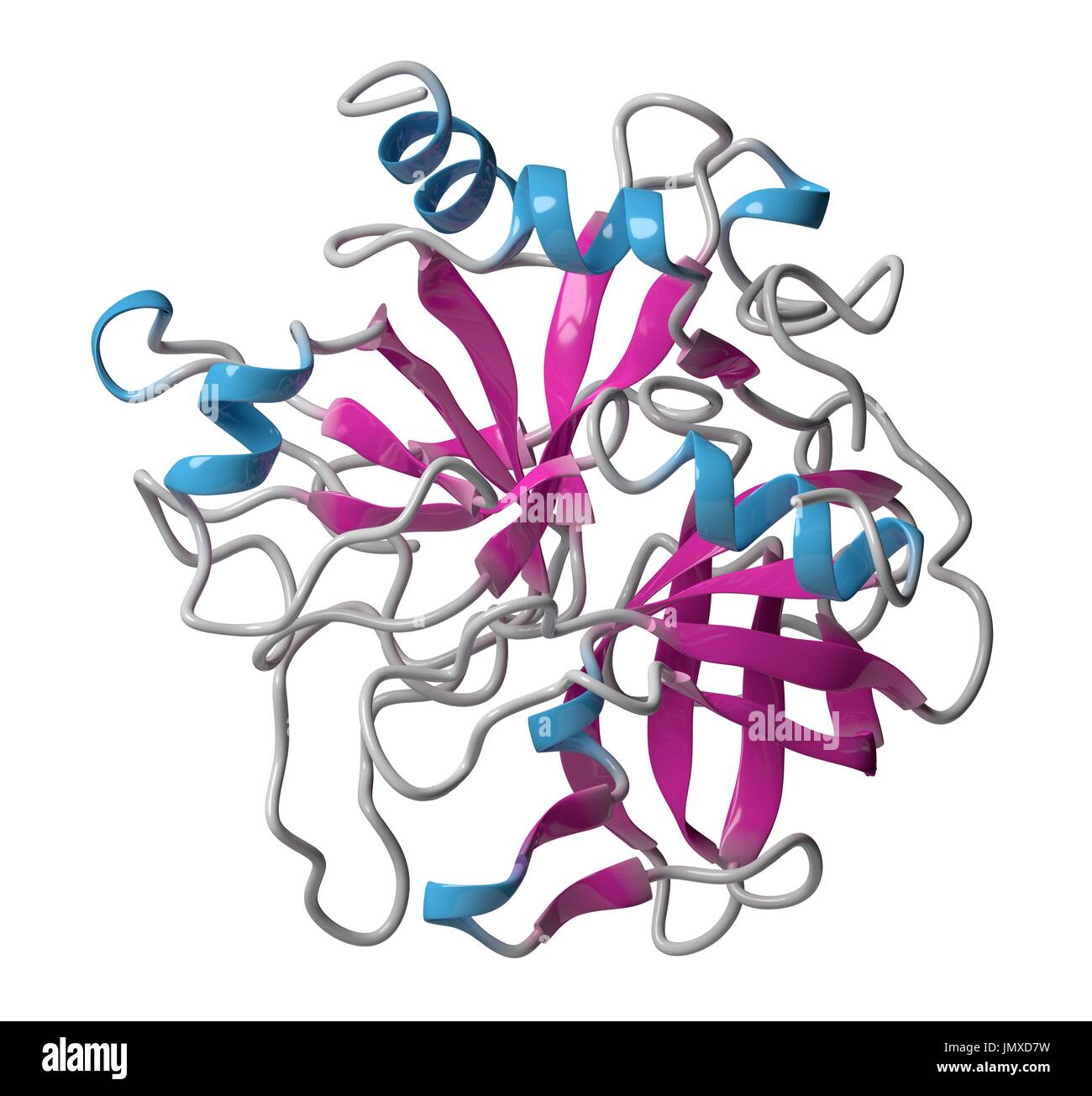 La thrombine (enzyme de coagulation du sang bovin). Protéine clé dans la cascade de la coagulation. Convertit le fibrinogène en fibrine insoluble soluble. Cartoon modèle, structure secondaire (coloration bleu helices, feuilles rose). Banque D'Images