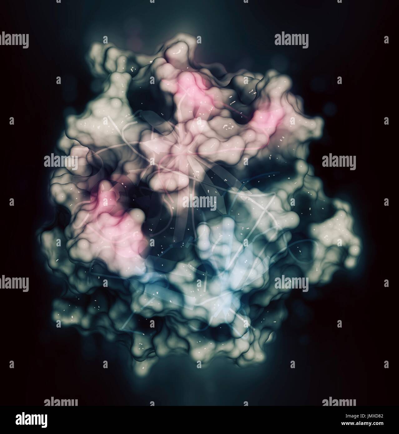 La thrombine (enzyme de coagulation du sang bovin). Protéine clé dans la cascade de la coagulation. Convertit le fibrinogène en fibrine insoluble soluble. Combinaison d'un style semi-transparente, avec un modèle de surface de représentation cartoon. Caricature : coloration de gradient (N-terminale bleu, C-terminale rose). Banque D'Images