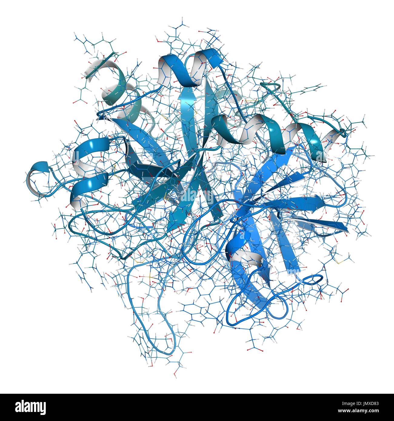 La thrombine (enzyme de coagulation du sang bovin). Protéine clé dans la cascade de la coagulation. Convertit le fibrinogène en fibrine insoluble soluble. Fer combiné et cartoon modèle. Dessin animé et atomes de carbone : gradient de backbone (coloration bleu-teal) ; d'autres atomes classiques : codage par couleur. Banque D'Images