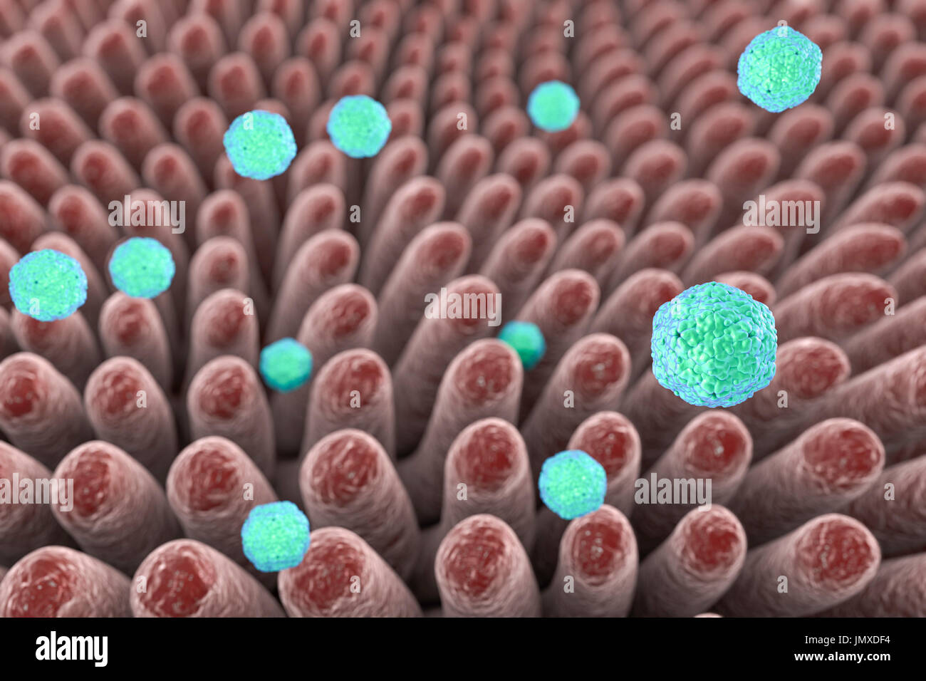 L'hépatite A virus qui infectent l'intestin, de l'illustration. L'hépatite A est transmise par la nourriture ou les boissons contaminées. Les symptômes comprennent la grippe-comme des symptômes de fièvre et de maladie, ainsi qu'un ictère. Banque D'Images