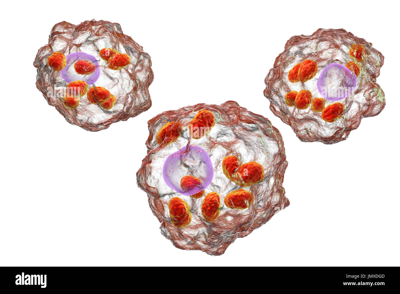 Les parasites à l'intérieur d'amastigotes Leishmania macrophages, illustration. La leishmaniose à Leishmania sp. causer, une maladie tropicale transmise par les piqûres de mouches infectées-sable. Ce sont les non-forme amastigote flagellées du parasite. Chez l'homme flagellé promastigotes infectent les macrophages et se transforment en amastigotes. Il y a deux formes de la leishmaniose. La première, la leishmaniose cutanée, affecte la peau donnant lieu à un ulcère à l'emplacement de la morsure. Ce guérit principalement, bien que naturellement la cicatrisation peut se produire. La leishmaniose viscérale, plus graves (kala-azar), provoque de la fièvre et Banque D'Images