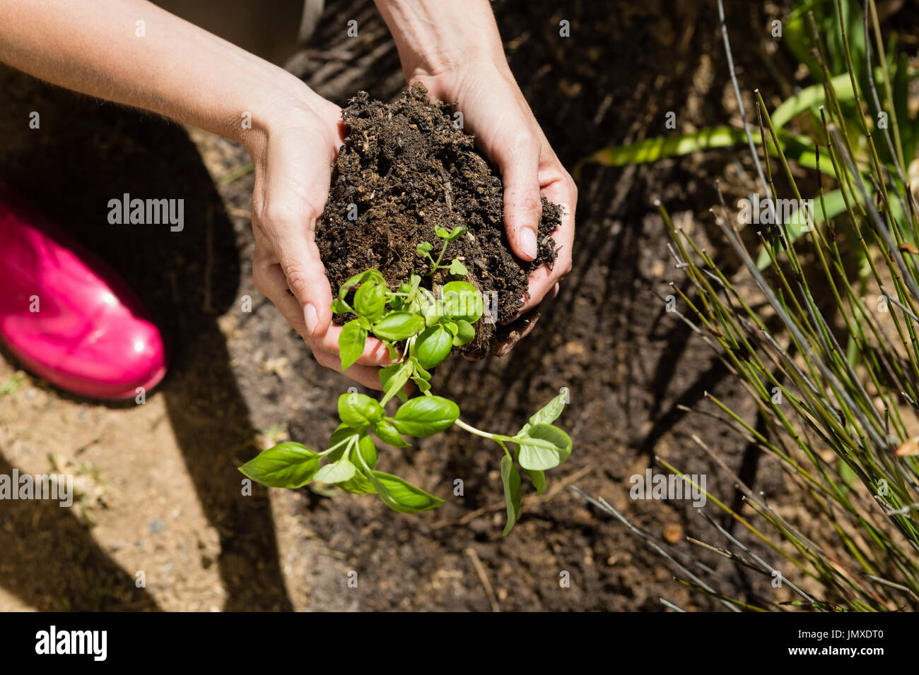 Close-up of woman planting plants in garden sur une journée ensoleillée Banque D'Images