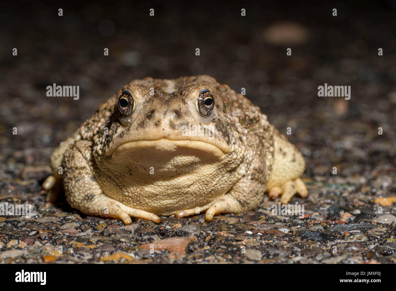 Le Crapaud de Woodhouse, (Anaxyrus woodhousei), Socorro Co., New Mexico, USA. Banque D'Images