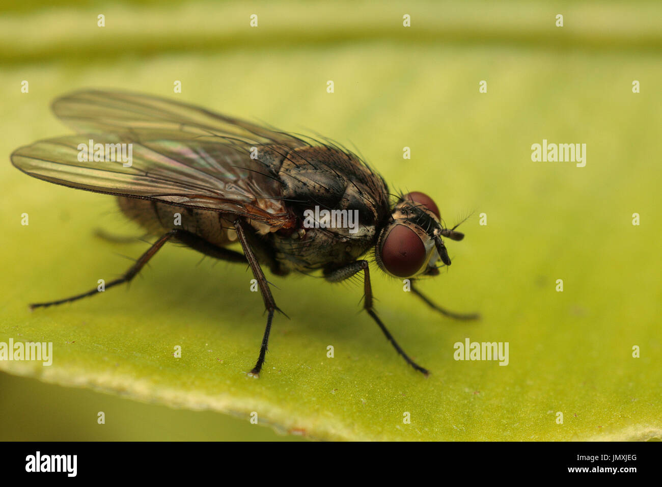 Macro photographie d'insectes Banque D'Images