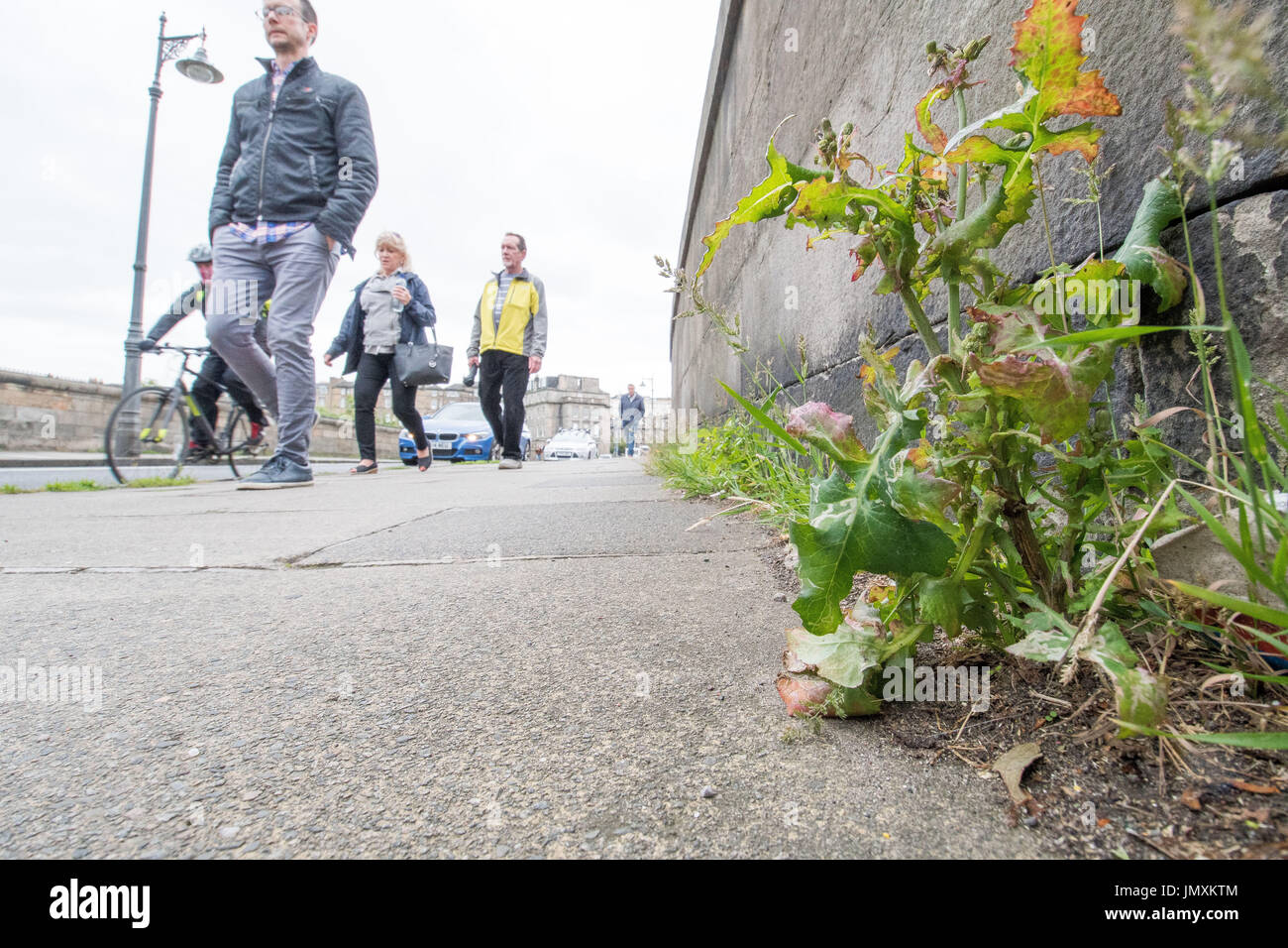 Photo: Mauvaises herbes, conseil d'Édimbourg, chaussée, surcultivé Banque D'Images