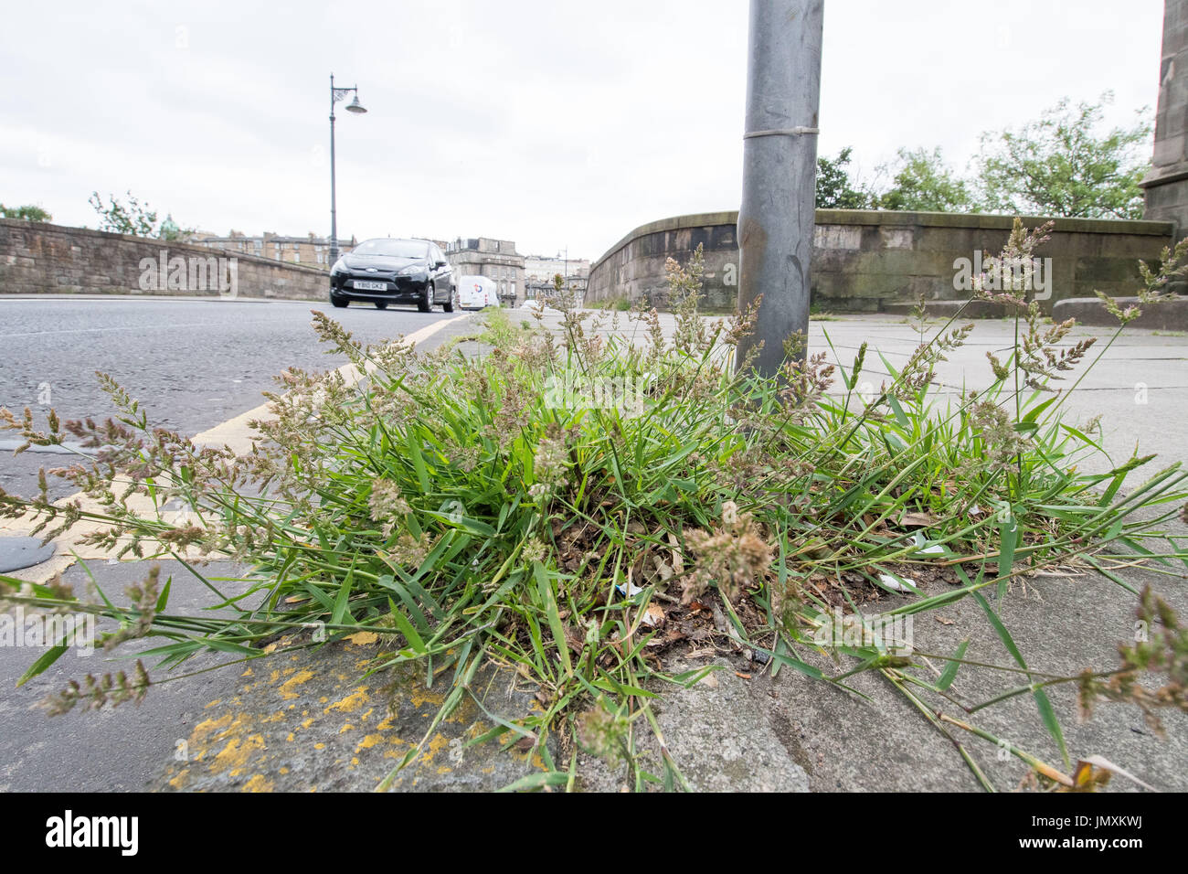 WWW.IANGEORGESONPHOTOGRAPHY.CO.UK Photo : les mauvaises herbes, Édimbourg, trottoir, envahie par la Banque D'Images