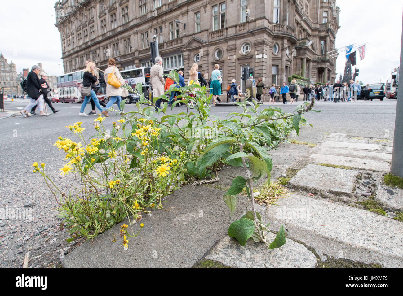 Photo: Mauvaises herbes, conseil d'Édimbourg, chaussée, surcultivé Banque D'Images