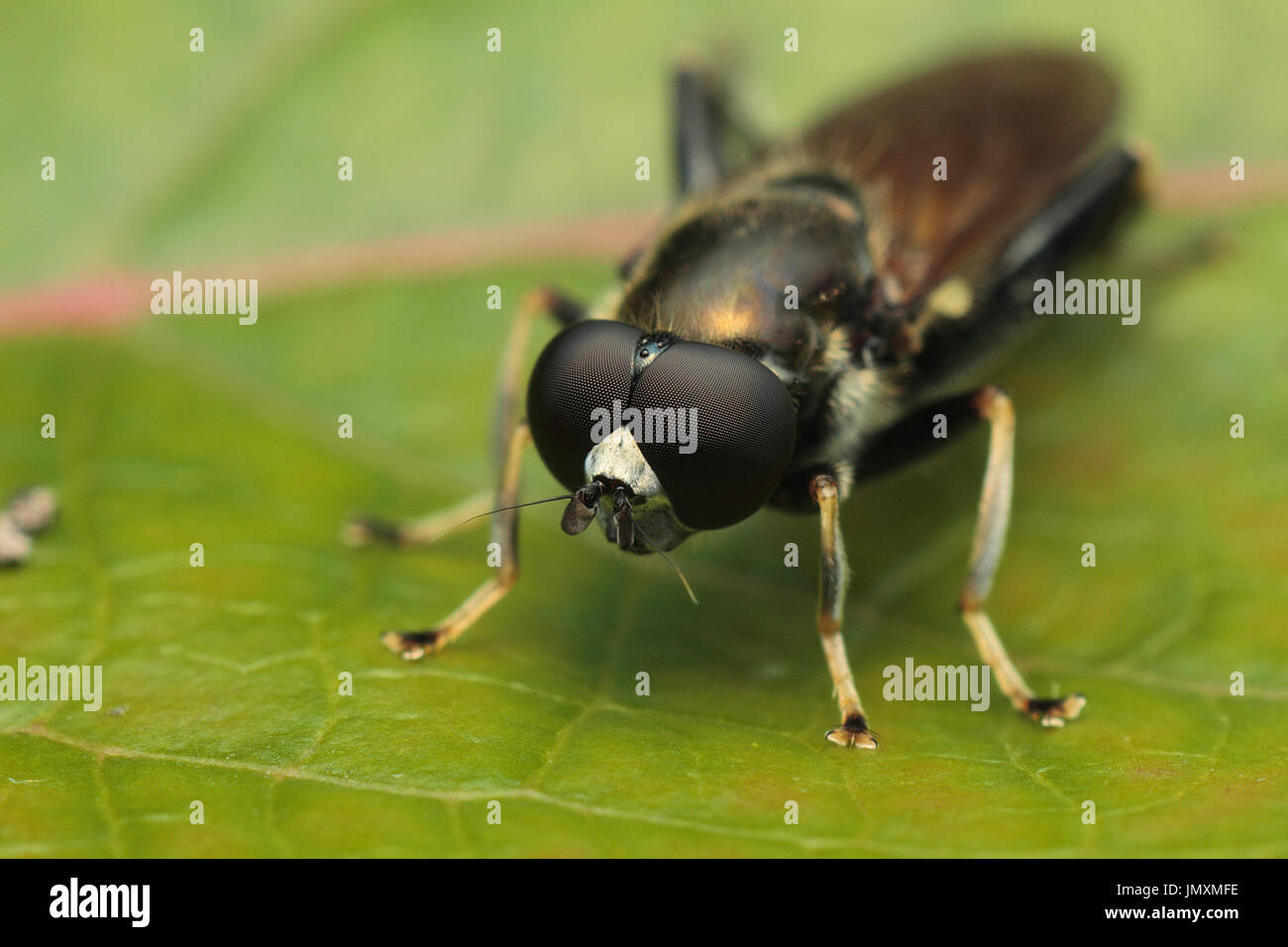 Macro photographie d'insectes Banque D'Images