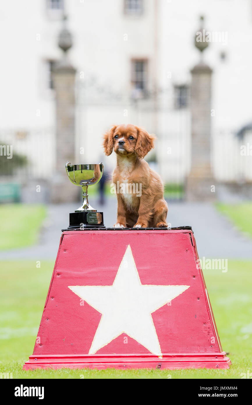 Photo: Ring Master Bethany Martin et ses chiens Moscou les Inuit du Nord, Bruno le Lab et Puppet le coc de travail Banque D'Images