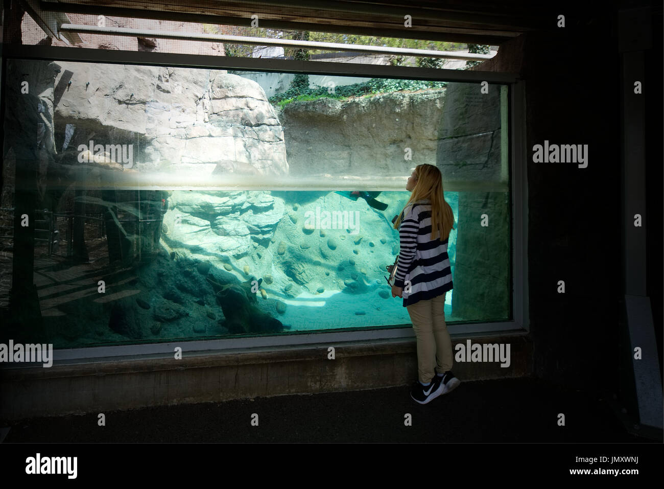 Zoo keeper peaks dans l'otter affichage à l'Amérique du plus ancien zoo. Le Zoo de Philadelphie, l'une des destination touristique populaire est situé sur la Banque D'Images