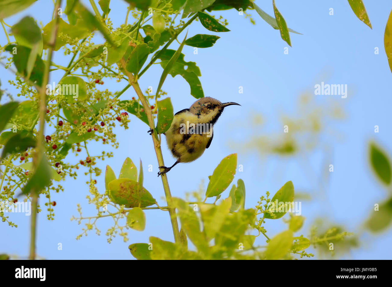 Purple Sunbird, homme, parc national de Keoladeo Ghana, Rajasthan, Inde / (Chalcomitra asiaticus) | Purpur-Nektarvogel, Maennchen Banque D'Images