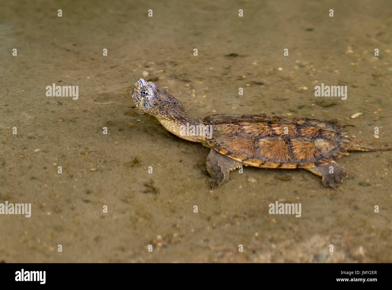 Natation la chélydre serpentine (Chelydra serpentina) Banque D'Images