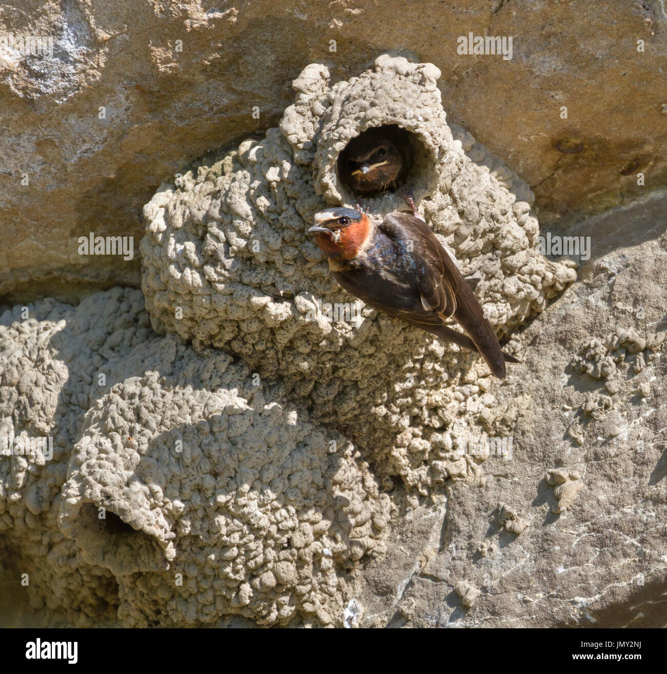 American Hirondelle à front blanc (Petrochelidon pyrrhonota) dans netlings alimentation Ledges State Park, Iowa, États-Unis Banque D'Images