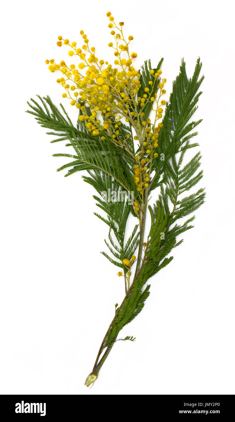 Mimosa (silver wattle) isolé sur fond blanc. Banque D'Images
