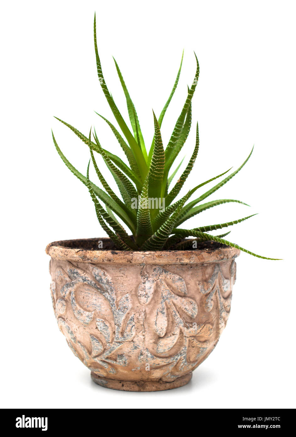 Haworthia plante en vieux pot isolated on white Banque D'Images