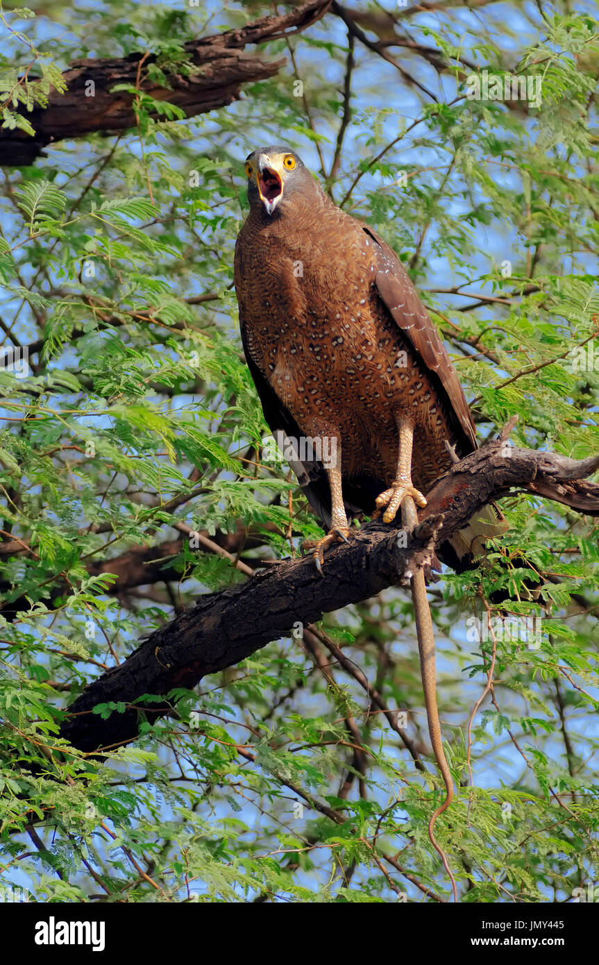 Crested Eagle avec Serpent serpent saisis, le parc national de Keoladeo Ghana, Rajasthan, Inde / (Spilornis cheela) Schlangenweihe erbeuteter Schlange mit | Banque D'Images