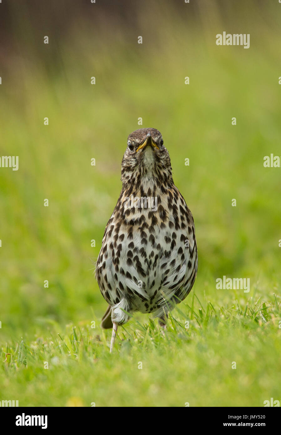 Grive musicienne mouchetée magnifiquement en position verticale d'alerte sur l'herbe verte Banque D'Images