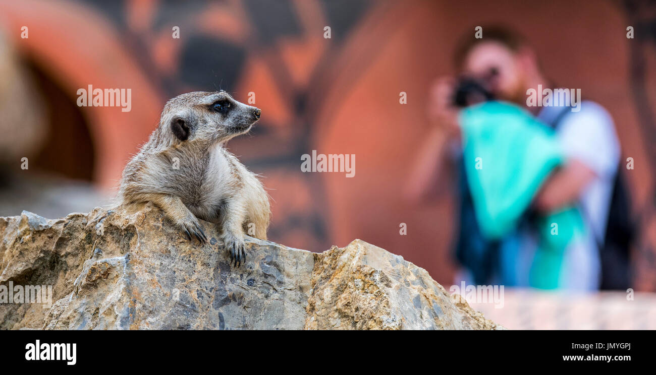 Visiteur à prendre des photos avec l'appareil photo de meerkat / suricate (Suricata suricatta) en enclos au zoo Banque D'Images