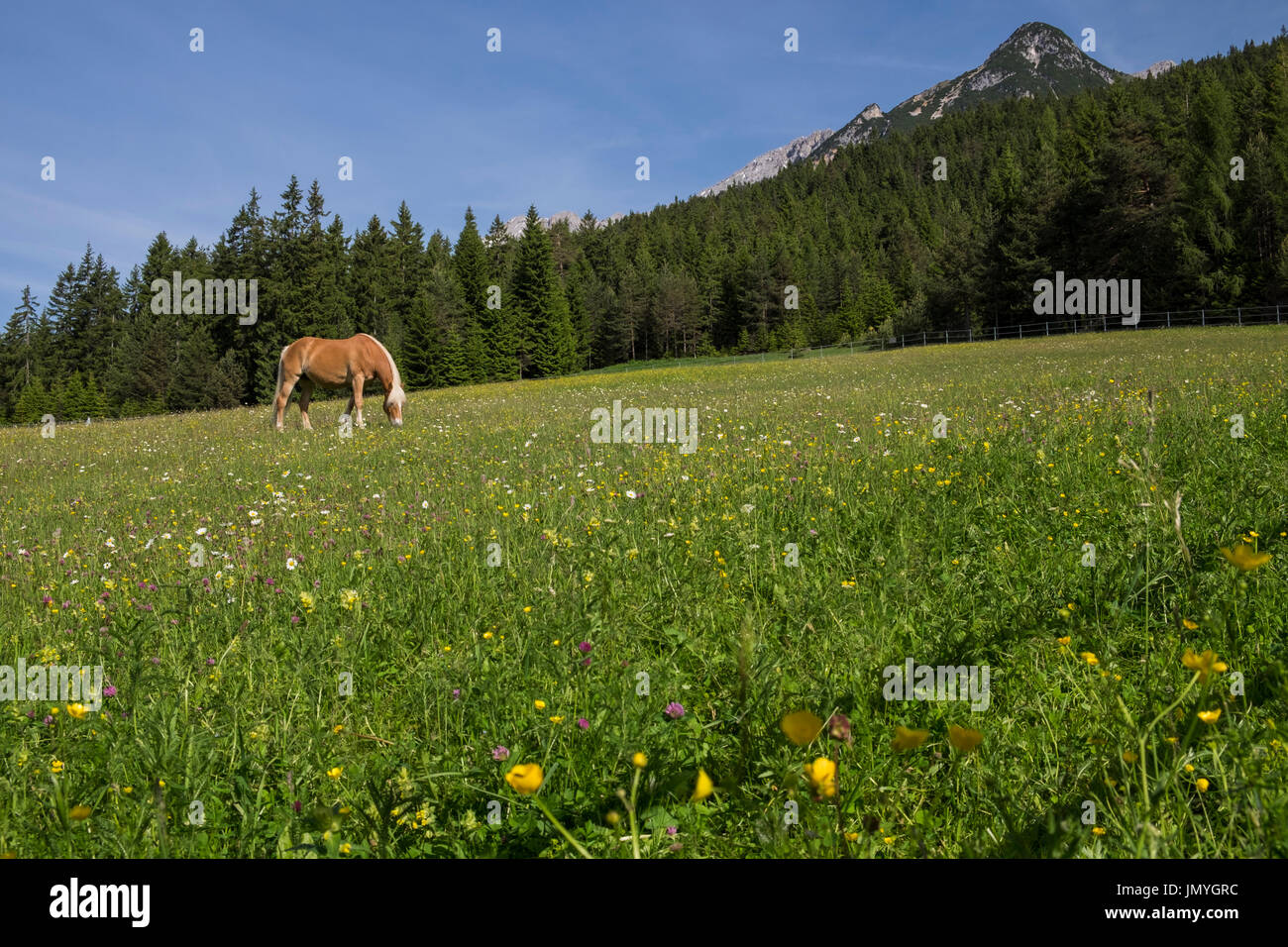Le pâturage des chevaux dans une prairie alpine Klamm, ci-dessus, la vallée de Leutasch Gaistal, Tyrol, Autriche Banque D'Images