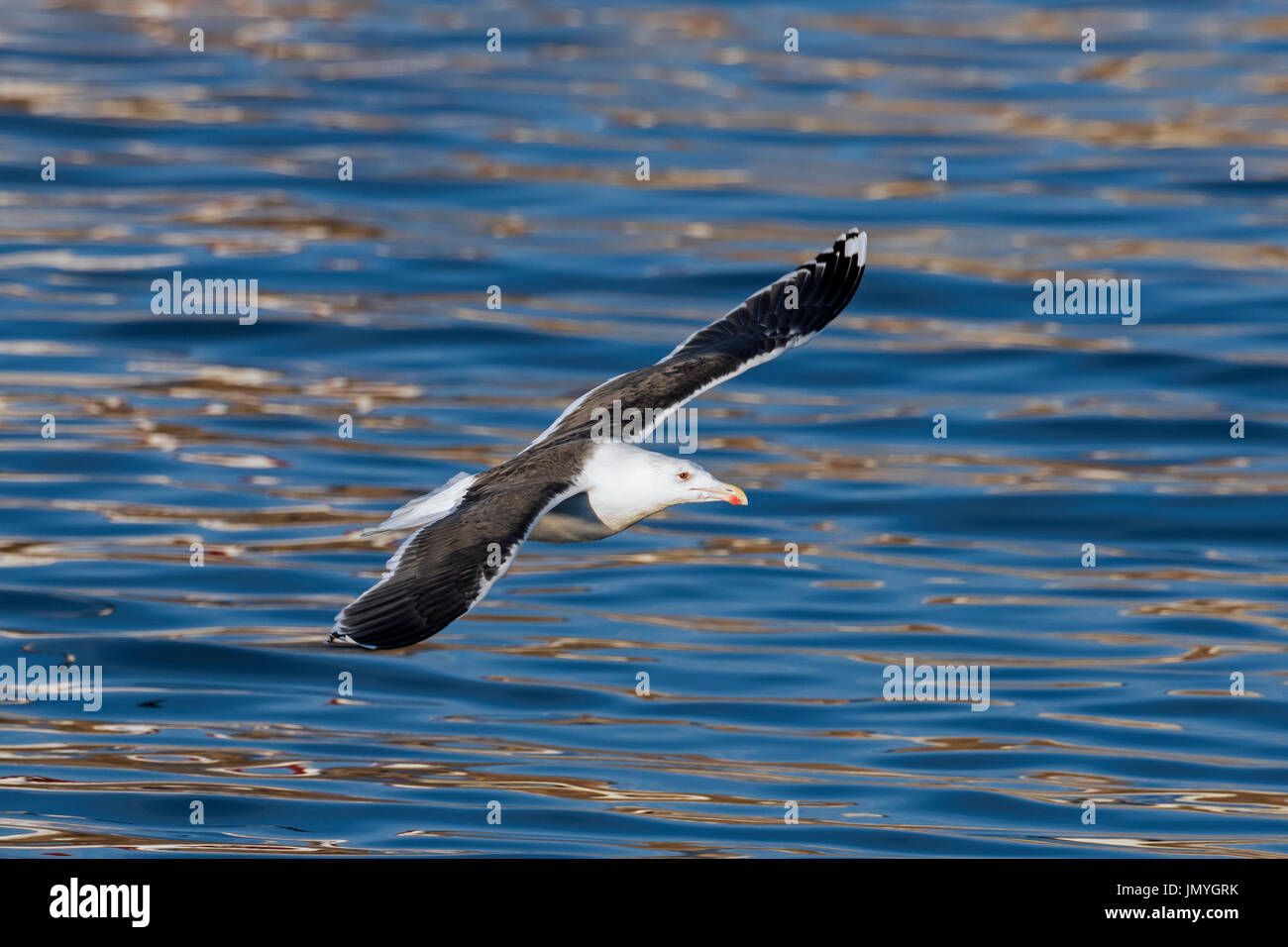 Goéland marin / supérieur Goéland marin (Larus marinus) en vol au dessus de l'eau de mer en hiver Banque D'Images