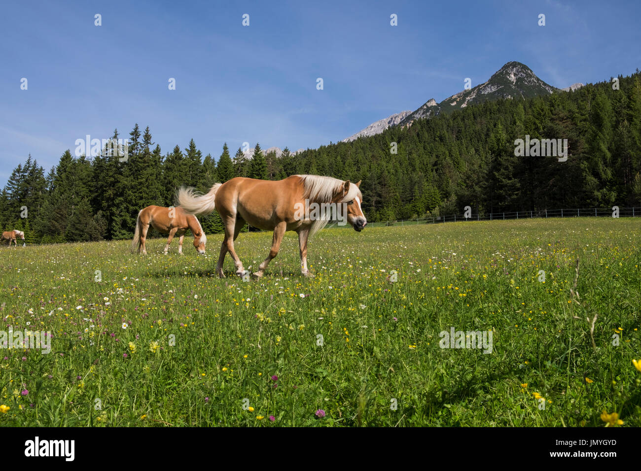 Le pâturage des chevaux dans une prairie alpine Klamm, ci-dessus, la vallée de Leutasch Gaistal, Tyrol, Autriche Banque D'Images