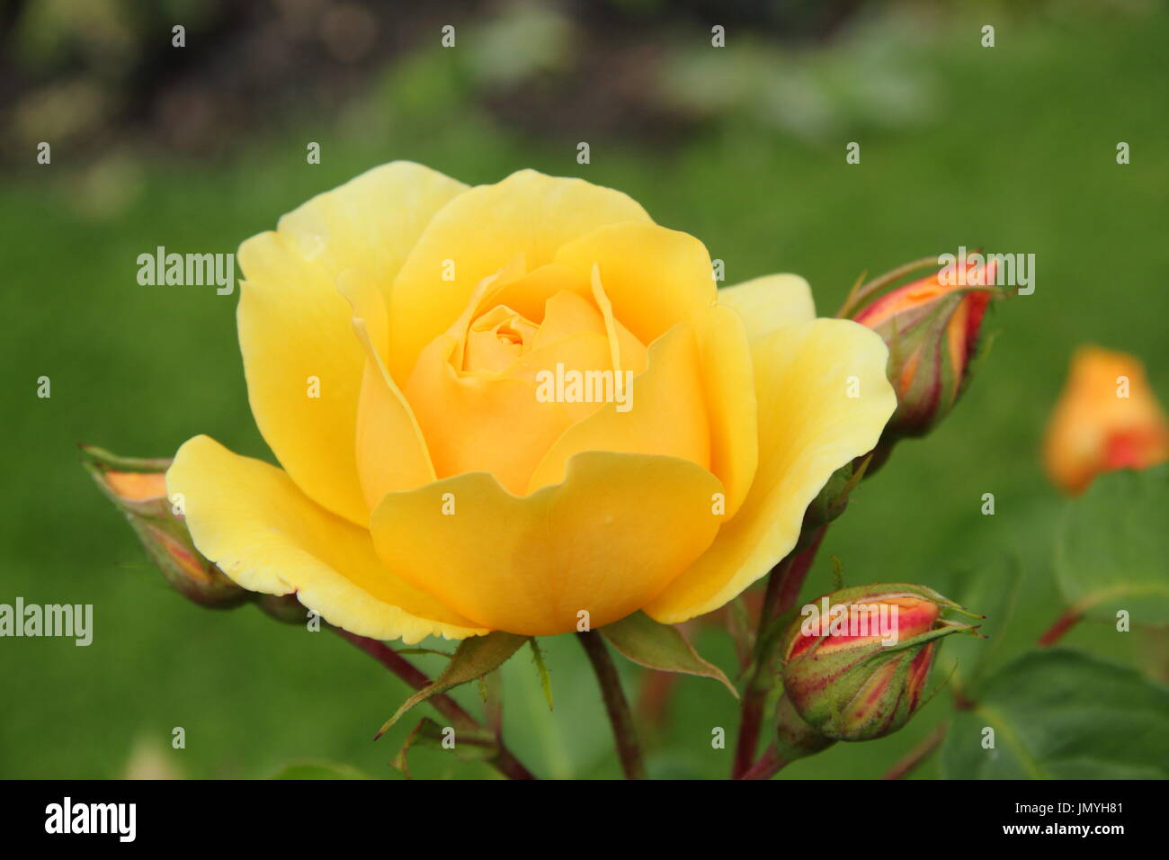 Rosa 'Graham Thomas', un rosier anglais arbustif, la floraison dans un jardin en bordure de l'été (juin) Banque D'Images