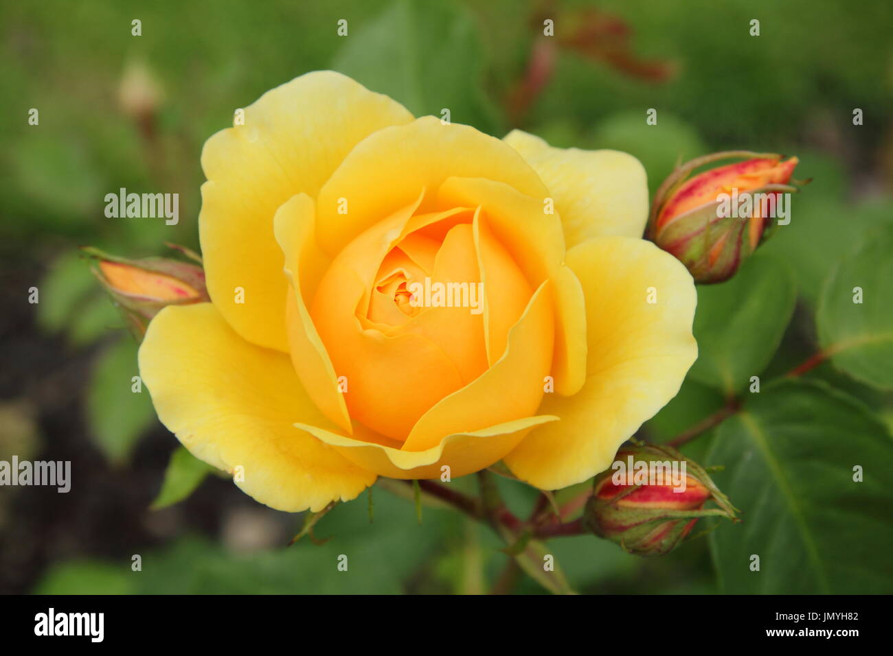 Rosa 'Graham Thomas', un rosier anglais arbustif, la floraison dans un jardin en bordure de l'été (juin) Banque D'Images