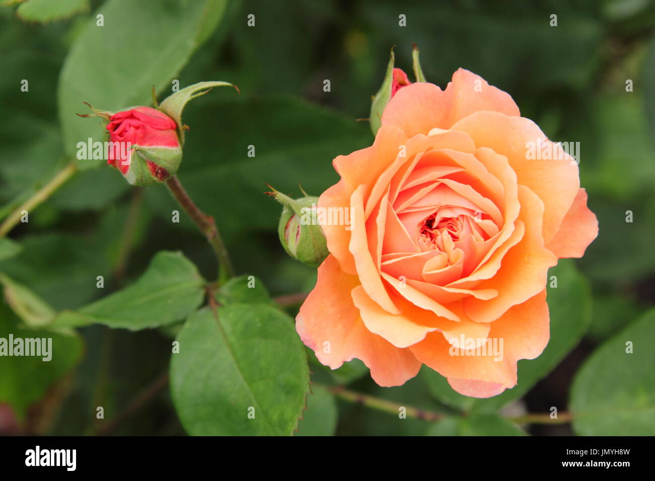 Rosa Amber Queen, une floraison de répétition floribunda rose bush, la floraison dans un jardin anglais en été (juin), Banque D'Images