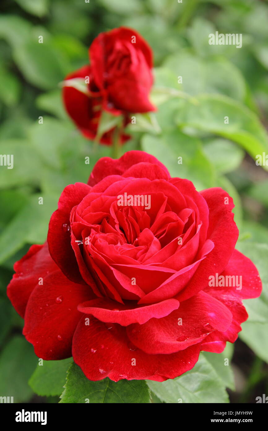 Rosa L D Braithwaite, une rose en pleine floraison dans un jardin anglais en été (juin). Produites par David Austin. Banque D'Images