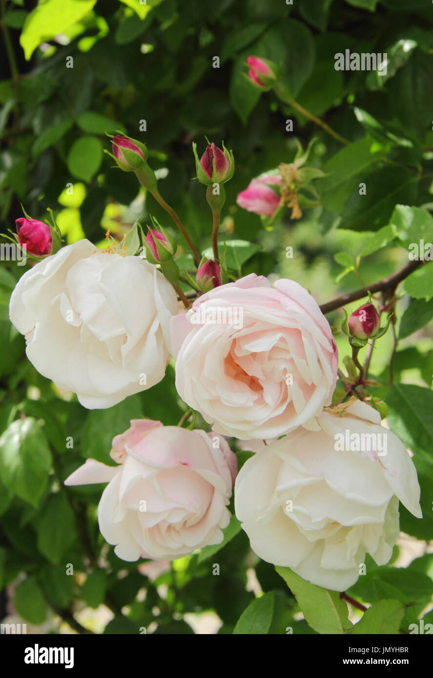 Rosa 'Blush Noisette' un rosier grimpant à fleurs parfumées, dans un jardin d'été, UK Banque D'Images