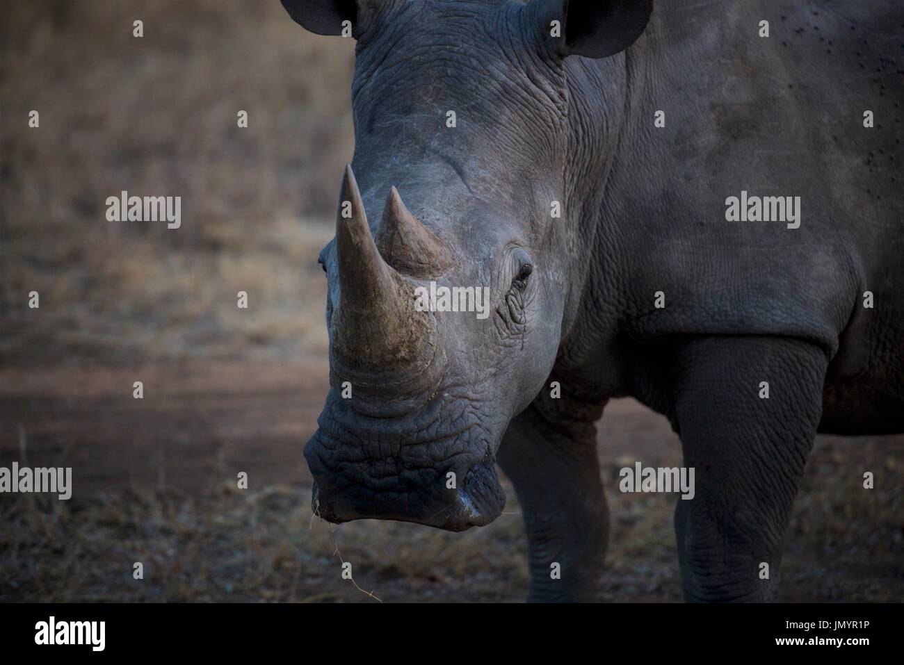 South African Safari Wildlife Banque D'Images