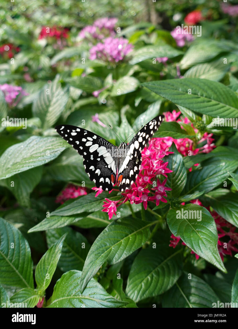 Close-up de couleur rouge noir fleur rose papillon assis sur son nectar de manger pour se nourrir dans le soleil. Banque D'Images