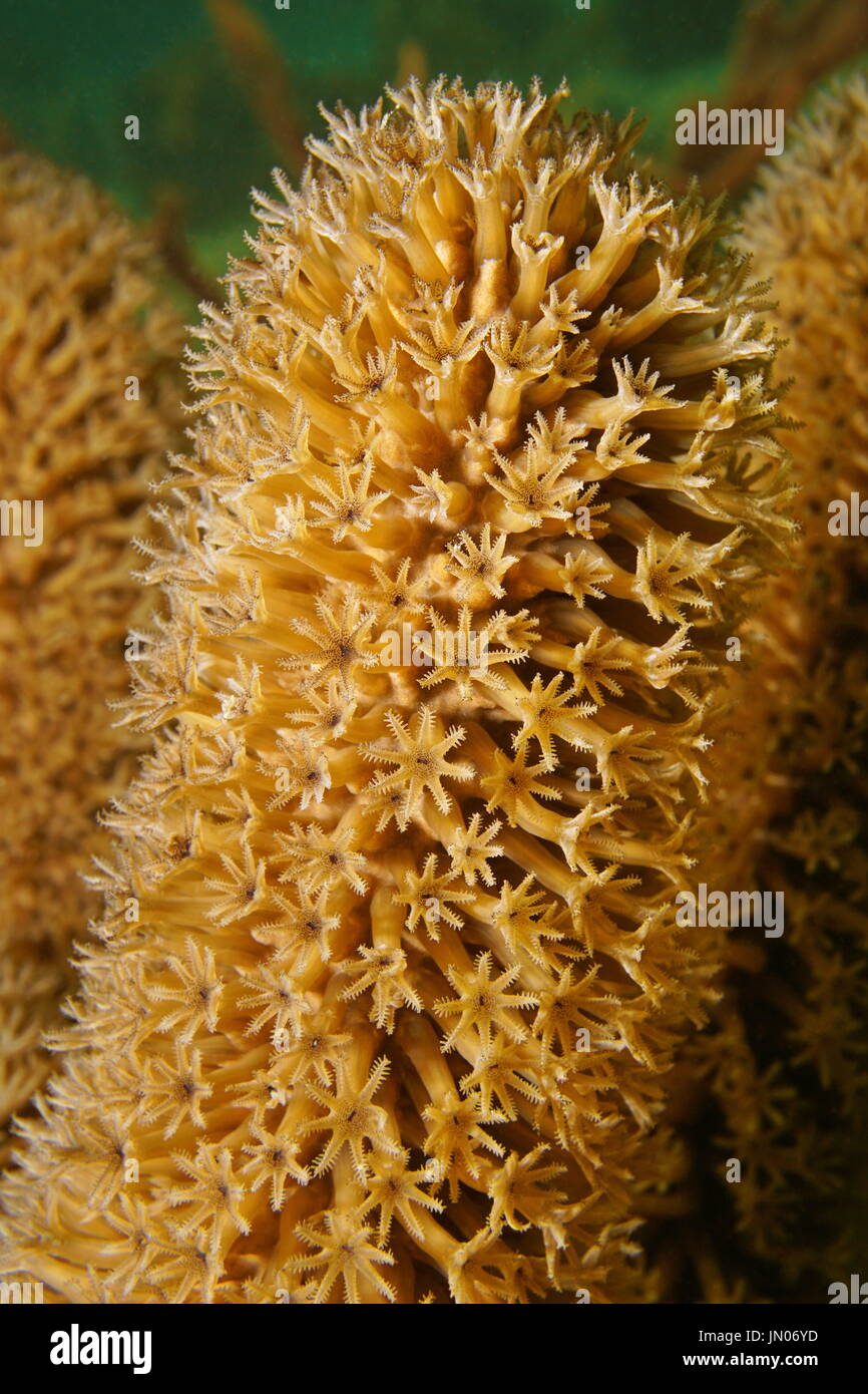 Soft coral close-up de fente Plexaurella sea rod pore ouvert avec corail gorgones polypes, sous l'eau dans la mer des Caraïbes Banque D'Images