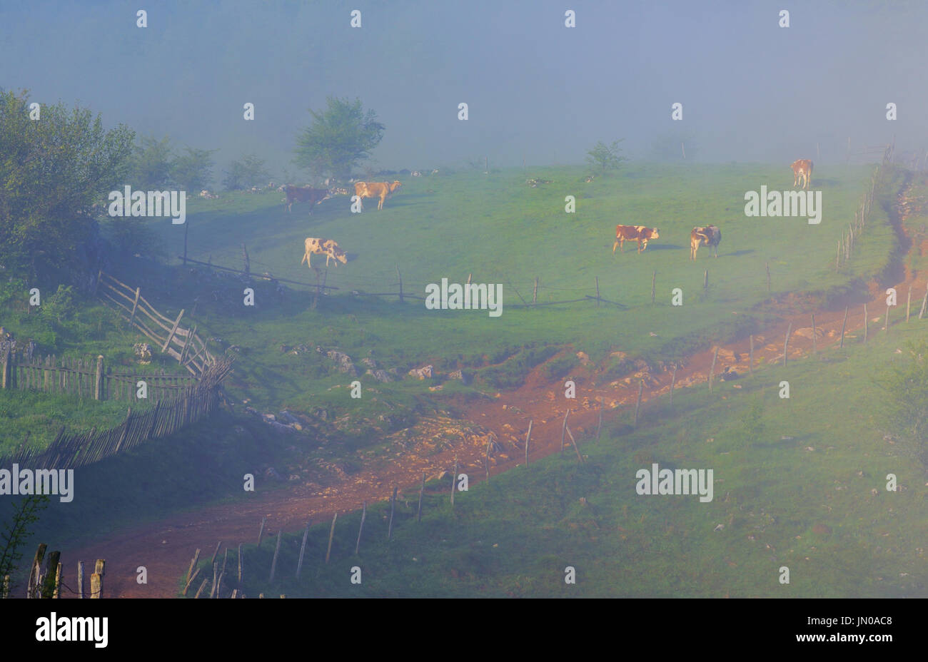 Vaches qui paissent à mountain Banque D'Images