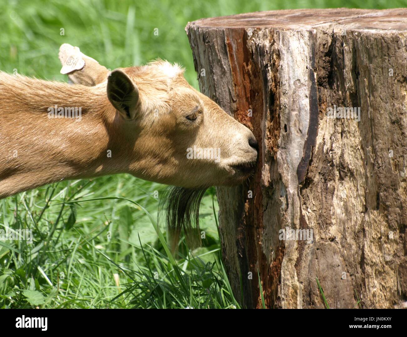 Brown tan Billy Goat grignoter les dead tree stump Banque D'Images