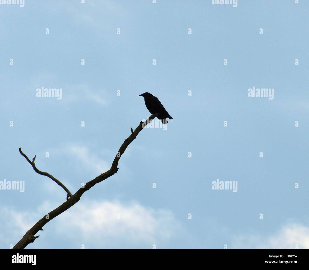 Silhouette de lone crow sur une seule branche avec ciel bleu en arrière-plan Banque D'Images