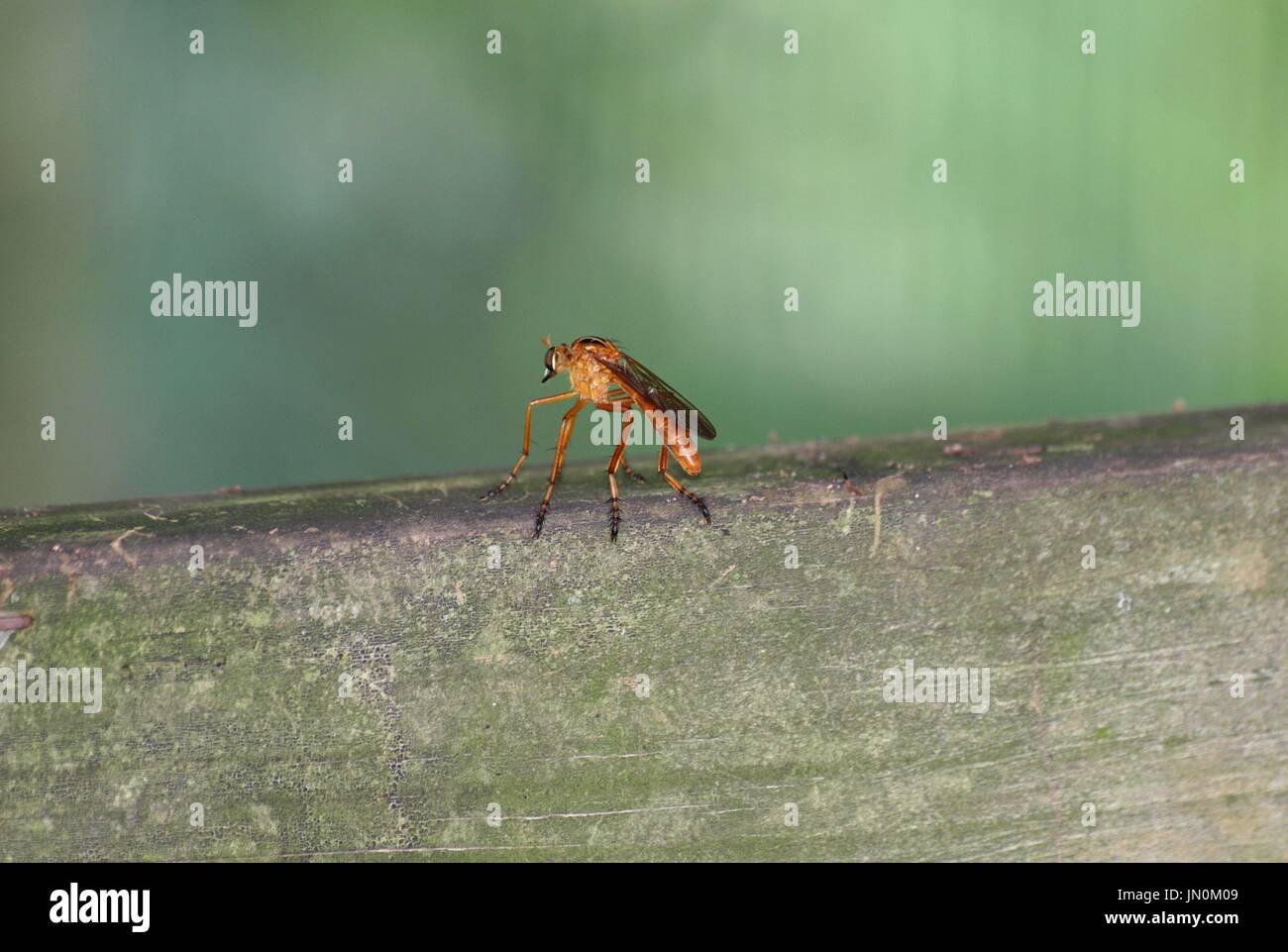 Insecte orange sur rail en bois Banque D'Images