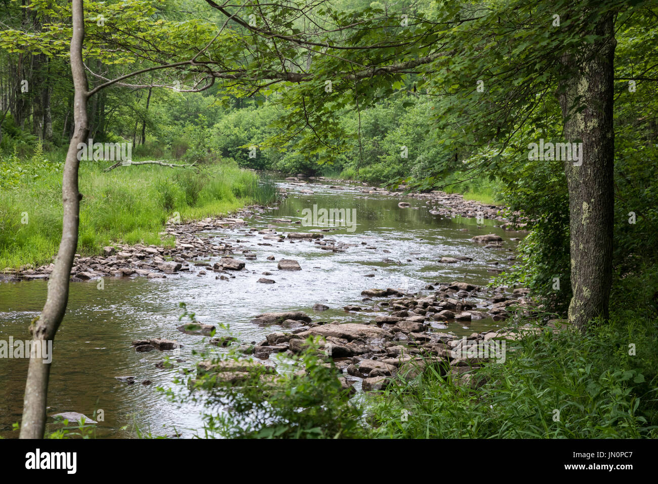 Davis, West Virginia - la rivière Blackwater dans Canaan Valley National Wildlife Refuge. Banque D'Images