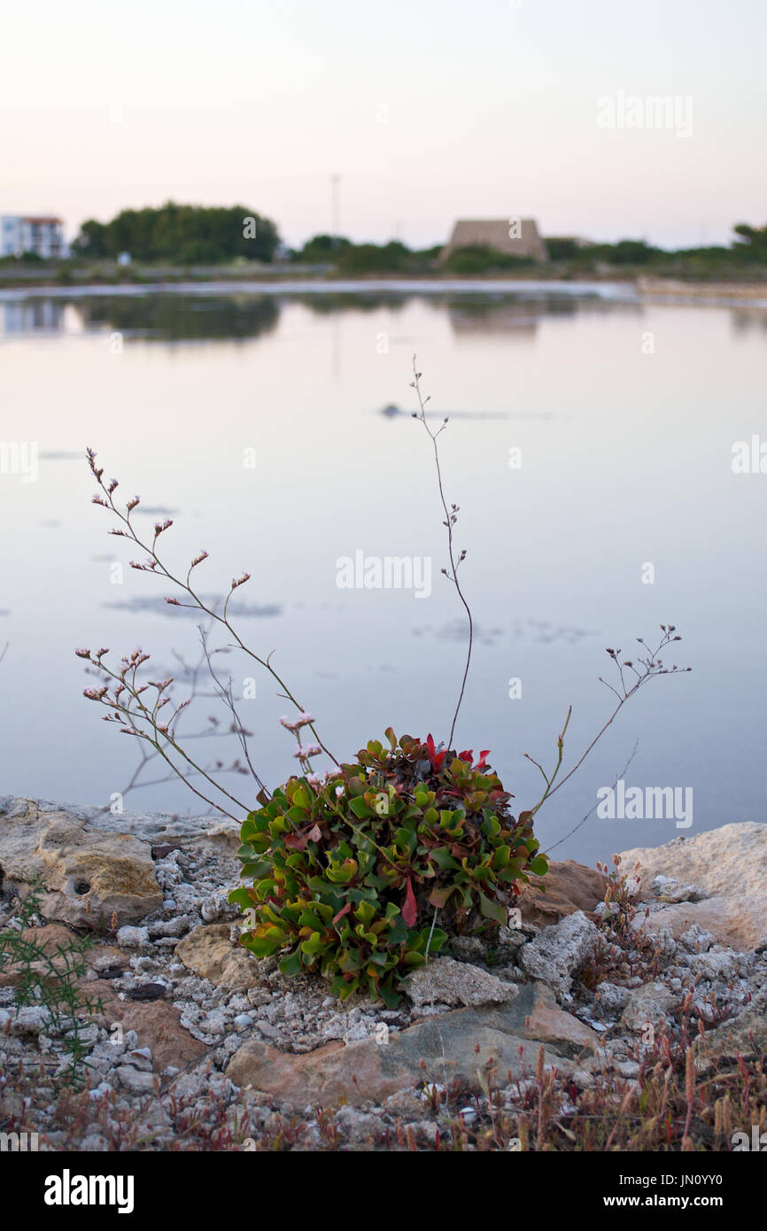 La lavande de mer (Limonium sp.) se développe à côté des salines dans le parc naturel de ses Salines (Formentera, îles Pityusic, îles Baléares, Espagne) Banque D'Images La lavande de mer (Limonium sp.) se développe à côté des salines dans le parc naturel de ses Salines (Formentera, îles Pityusic, îles Baléares, Espagne) Banque D'Images