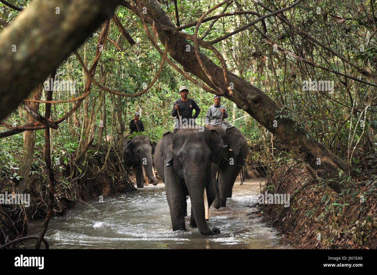 Lampung. 29 juillet, 2017. Cornacs ride des éléphants au Parc National de Way Kambas dans la province de Lampung, Indonésie, le 29 juillet. 2017. Credit : Zulkarnain/Xinhua/Alamy Live News Banque D'Images